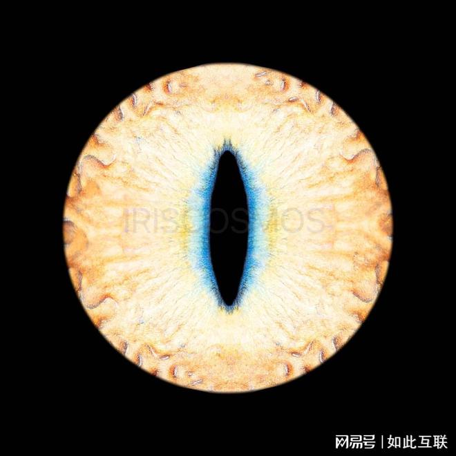 记录爱宠的独特眼神：宠物虹膜写真服务来了(图3)