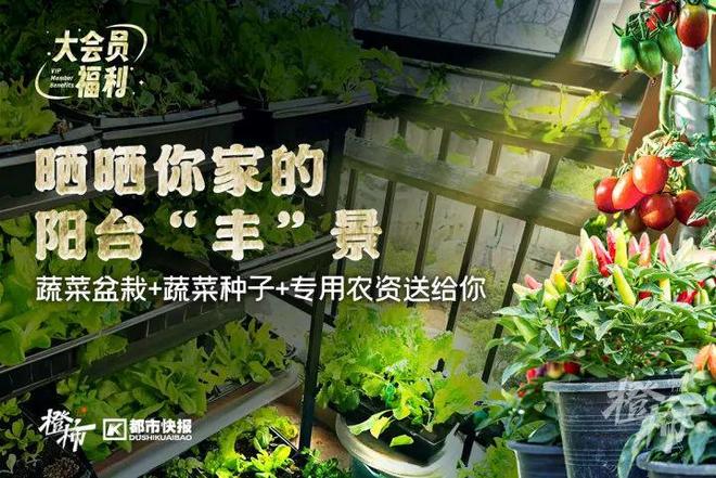 你家有“阳台菜园”吗？欢迎来晒一晒橙柿送你蔬菜盆栽和种子(图2)