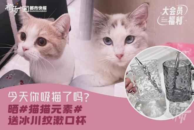 你家有“阳台菜园”吗？欢迎来晒一晒橙柿送你蔬菜盆栽和种子(图4)