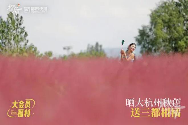 你家有“阳台菜园”吗？欢迎来晒一晒橙柿送你蔬菜盆栽和种子(图9)