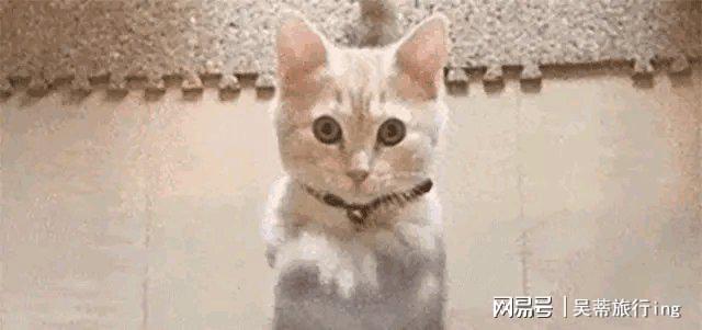 虎落平阳被犬欺单飞8年后的王源还是走上了陈志朋的老路(图18)