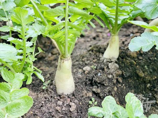 易倍:你家有“阳台菜园”吗?欢迎来晒一晒橙柿送你蔬菜盆栽和种子(图1)