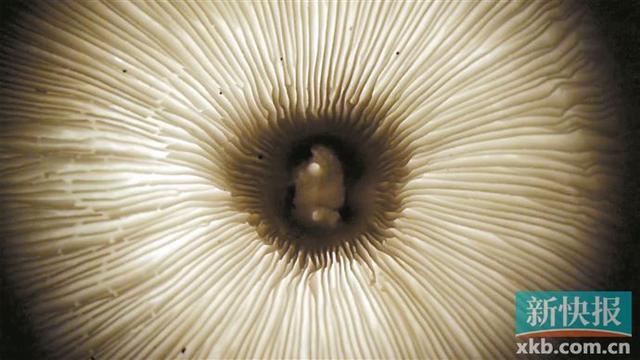 广州影像三年展的视觉盛宴(图5)